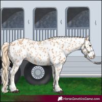 Horse Color:Chestnut Leopard