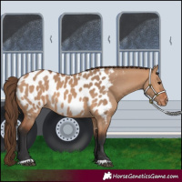 Horse Color:Bay Dun Near Leopard