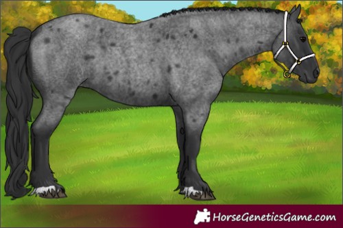 Horse Color:Blue Roan 