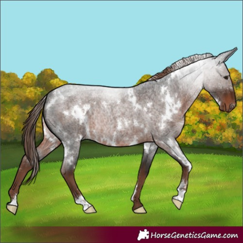 Horse Color:White Spotted Liver Red Roan Rabicano