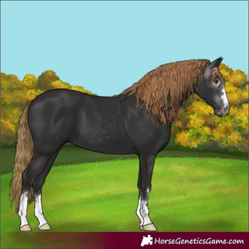 Horse Color:Gray Liver Chestnut 