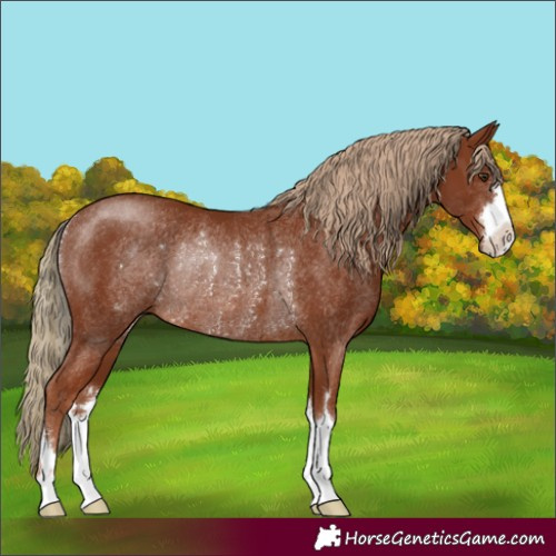 Horse Color:Chestnut Rabicano