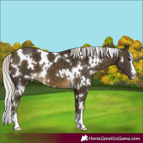 Horse Color:White Spotted Silver Buckskin 
