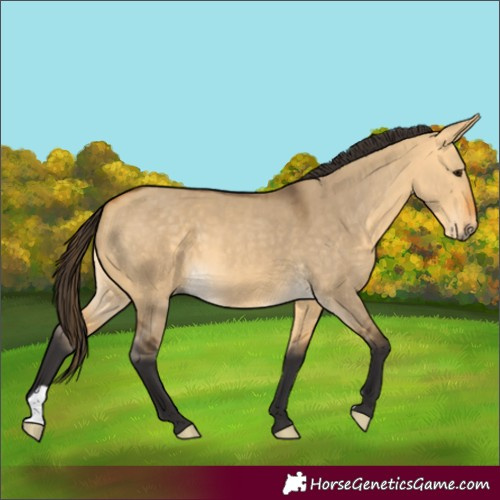Horse Color:Buckskin Dun