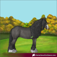Horse Color:Black Rabicano 