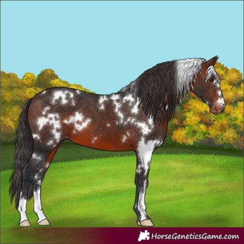 Horse Color:White Spotted Brown Appaloosa