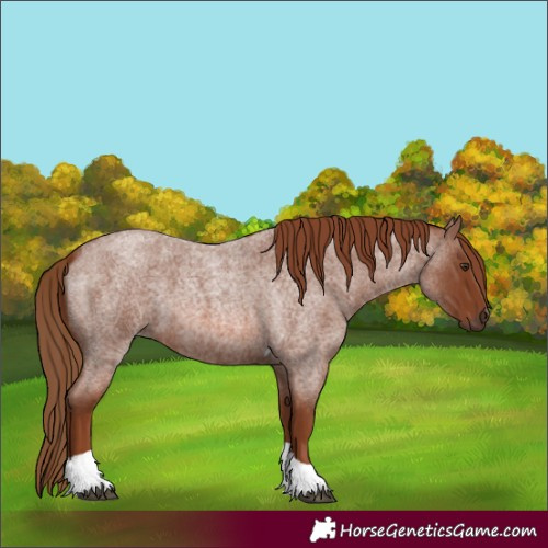Horse Color:Red Roan Tobiano 