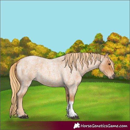 Horse Color:Red Roan Tobiano 