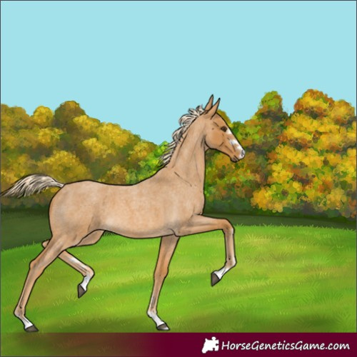 Horse Color:Palomino Roan