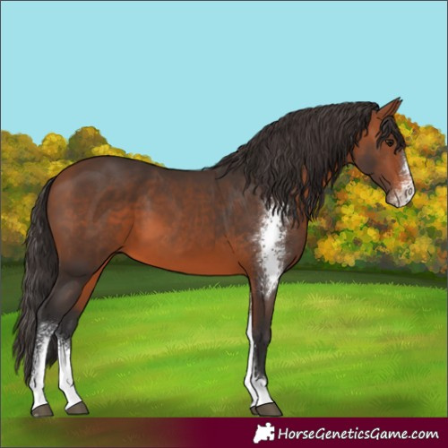 Horse Color:Bay Sabino 