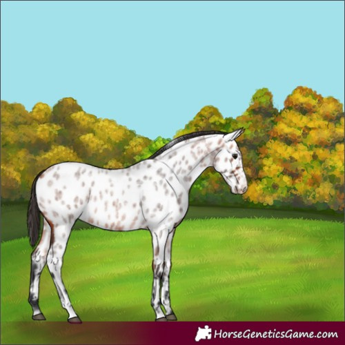 Horse Color:Bay Roan Sabino Appaloosa