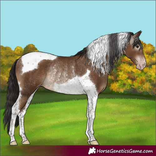 Horse Color:Gray Classic Champagne Tobiano Appaloosa Rabicano 