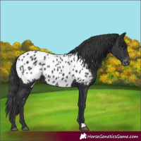 Horse Color:Unknown 