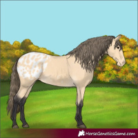 Horse Color:Unknown 