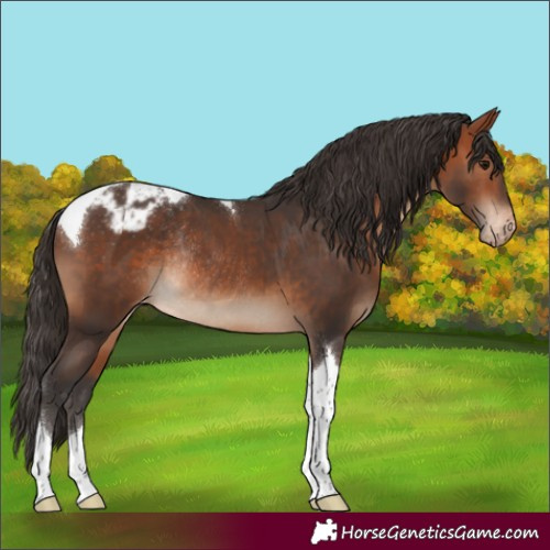 Horse Color:Bay Tobiano Appaloosa Rabicano 