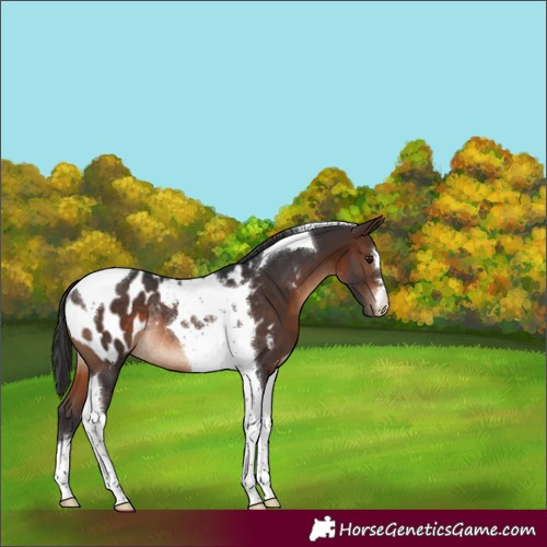 Horse Color:Brown Tobiano Appaloosa Rabicano 