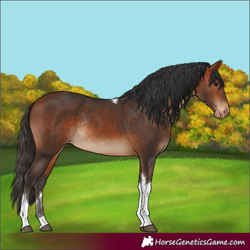 Horse Color:Bay Tobiano Appaloosa Rabicano 