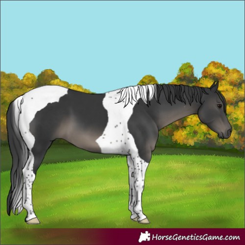 Horse Color:Black Tobiano