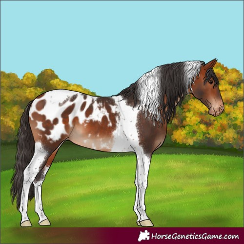 Horse Color:Bay Tobiano Appaloosa