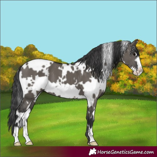 Horse Color:White Spotted Grullo Frame