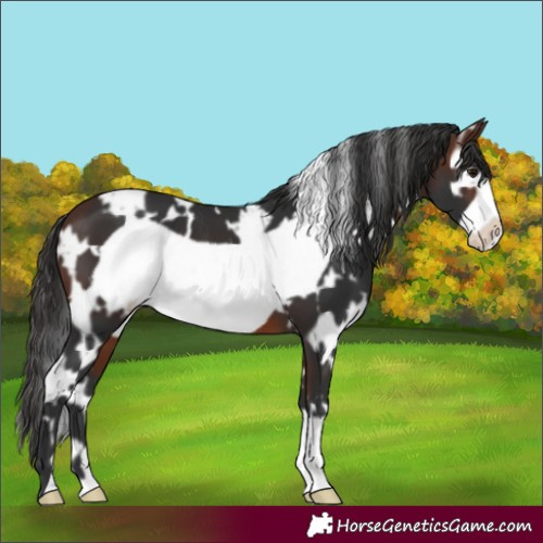 Horse Color:White Spotted Brown Frame 
