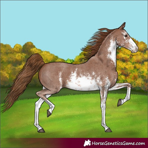 Horse Color:White Spotted Chestnut Sabino