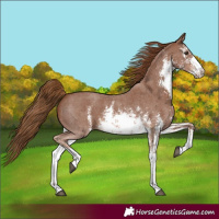 Horse Color:White Spotted Chestnut Sabino