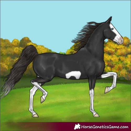 Horse Color:Liver Chestnut Splash Frame 