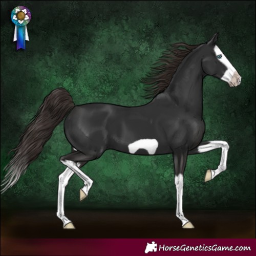 Horse Color:Liver Chestnut Splash Frame 