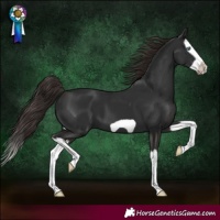 Horse Color:Liver Chestnut Splash Frame 