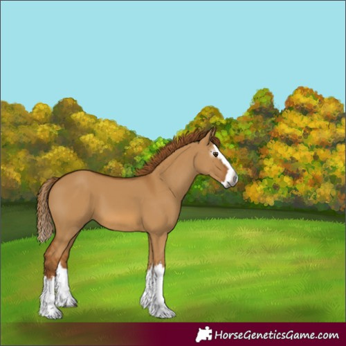 Horse Color:Gray Red Dun Splash