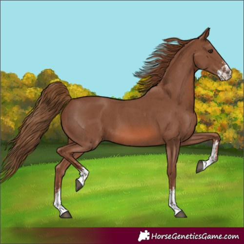 Horse Color:Chestnut Sabino 