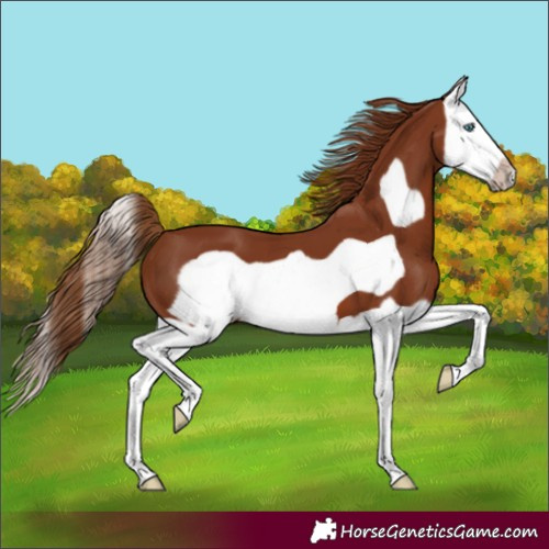 Horse Color:Unknown 