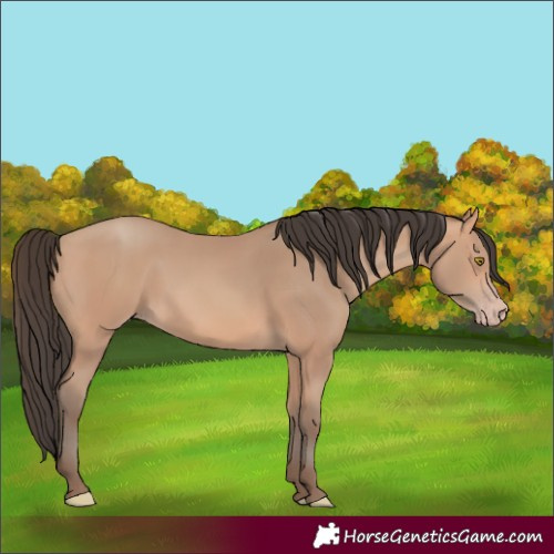 Horse Color:Amber Champagne Rabicano