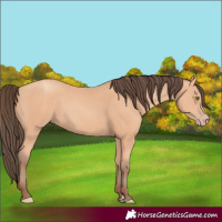 Horse Color:Amber Champagne Rabicano 