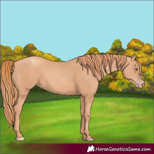 Horse Color:Gold Champagne Rabicano