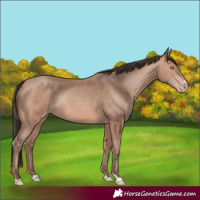 Horse Color:Amber Champagne Rabicano