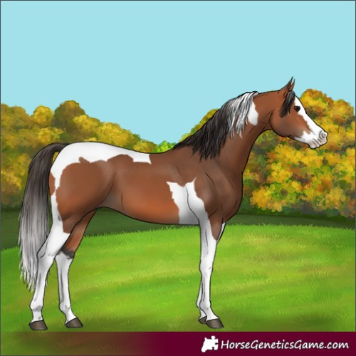 Horse Color:Bay Splash Tobiano