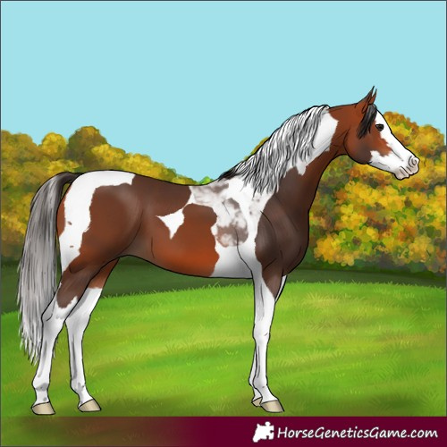 Horse Color:Bay Splash Tobiano 