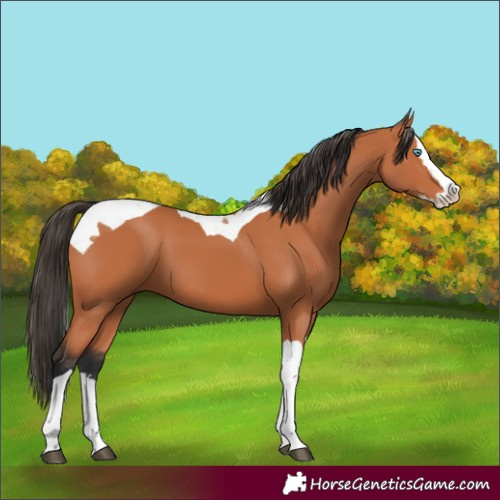 Horse Color:Bay Splash Tobiano 