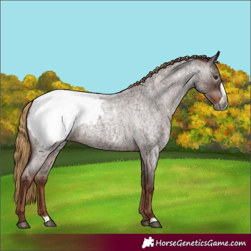 Horse Color:Gray Red Roan Frame Appaloosa