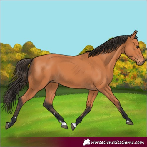Horse Color:Bay Rabicano 