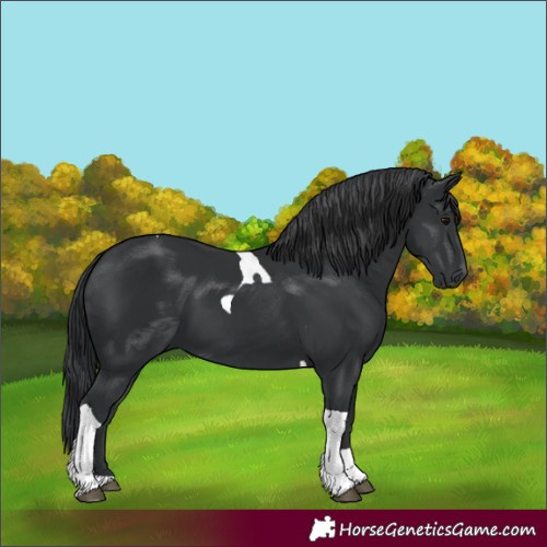 Horse Color:Black Tobiano