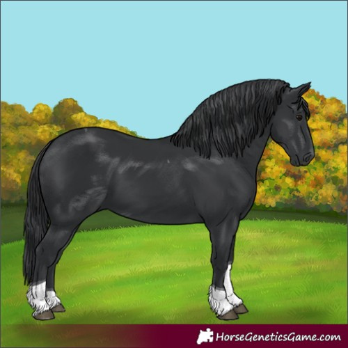 Horse Color:Black Tobiano 