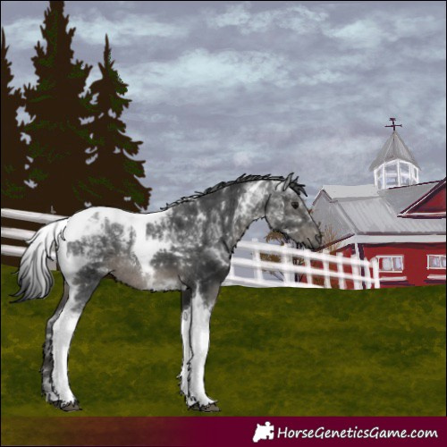 Horse Color:Gray Smoky Black Tobiano Rabicano 
