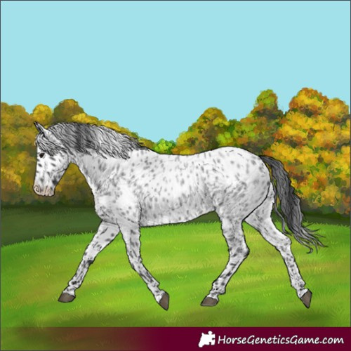 Horse Color:Blue Roan Appaloosa 