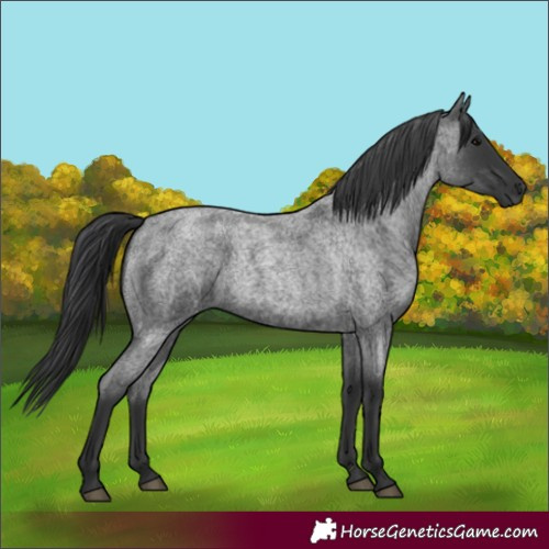 Horse Color:Blue Roan