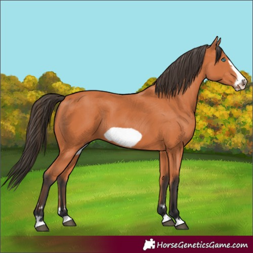 Horse Color:Bay Frame 