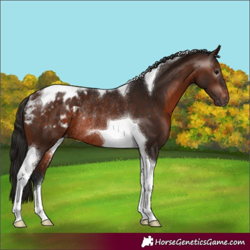 Horse Color:Gray Bay Tobiano Appaloosa Rabicano 