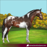 Horse Color:Gray Bay Tobiano Appaloosa Rabicano 
